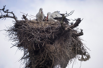 huge stork nests made with tree branches and hedge leaves and other bushes