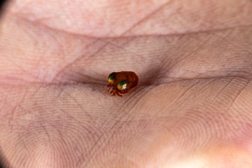 Bobtail squid (order Sepiolida) are a group of cephalopods closely related to cuttlefish