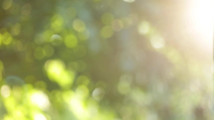 Sunny sunset beautiful nature video background of flying poplar pollen and plenty of insects in air isolated on green trees background.