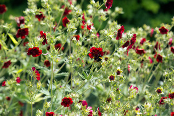 Scharlachrotes Fingerkraut (Potentilla thurberi)