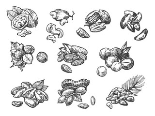 Wall Mural - Nuts set sketch style food illustrations. Hand drawn beautiful pictures