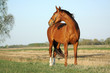 © aurency - Chestnut horse standing on a pasture in summer an looking back.