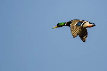 Wall Mural - Mallard Duck Flying in a Blue Sky