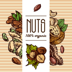 Wall Mural - Nuts set sketch style food illustrations. Hand drawn beautiful pictures