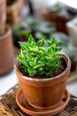 Poster - Beautiful aloe juvenna in a clay flower pot.