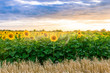Sunflower field at sunset. Blooming yellow sunflowers against a colorful sky with sunrays of setting sun. Summer rural landscape. Concept of rich harvest