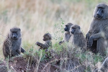 Family Of Baboons Sitting Together In The Grass In Tanzania 