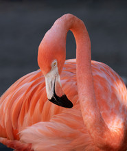 Pink Flamingo Is Close Up With White Face, Black, Beak, Pale Yellow Eyes, And A Long Neck Against A Blurred Gray Background.