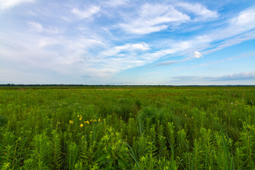 Summer vegetation