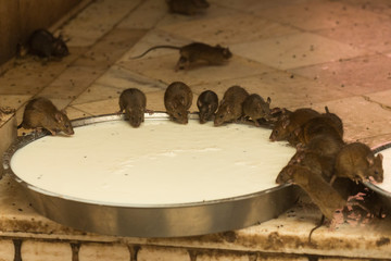 Wall Mural - Rat temple (Karni Mata Temple) NH89, Deshnok, Bikaner, Rajasthan 334801, India