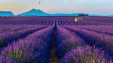 Fototapeta Krajobraz - View of the lavender fields