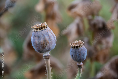 Ripe Opium Poppy Seed Heads Papaver Somniferum Oriental Poppies Stock Photo Adobe Stock