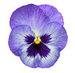 Blue pansy isolated on white background