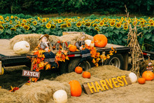 Autumn Halloween Decorations And Truck Trailer With Pumpkins And Scarecrow At A Sunflower Field