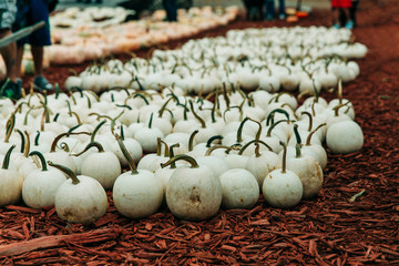 medium white pumpkins laying on the ground at a pumpkin patch farmer's market in the autumn