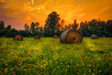 hay bales in the field