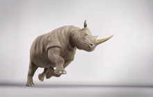 Rhino In Studio