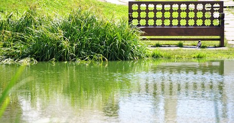 Wall Mural - pond in the garden and wooden bench