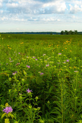 Summer vegetation