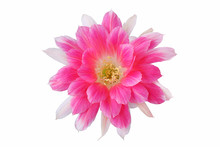 Pink Flower Of Lobivia Cactus With Isolated On A White Background
