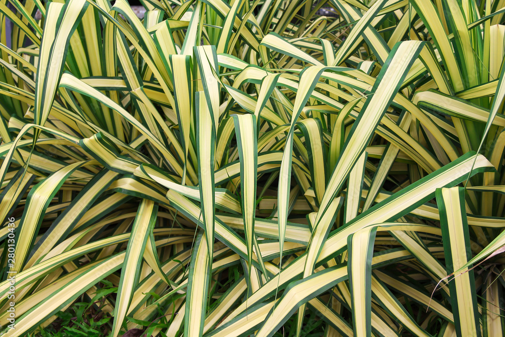 sansevieria berwintern Dracaena zeylanica