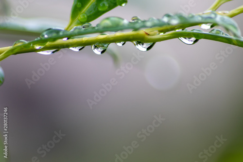 Grune Blatter Nach Starkem Sommerregen Mit Schonen Grossen Regentropfen Erfrischen Natur Und Betrachter Buy This Stock Photo And Explore Similar Images At Adobe Stock Adobe Stock