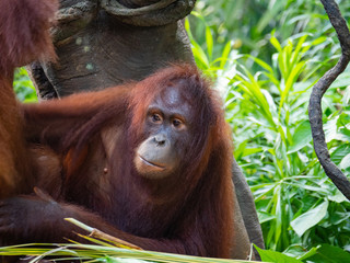 Captive Sumatran Orangutans (Orangutang, Orang-utang)