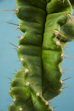Green Cactus Flower Close-up With Nails
