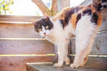 Wall Mural - Arrogant short-haired domestic beautiful tabby cat sitting on wooden floor background. Kitten basking in sun outdoors on summer day. Pet care health and animals concept