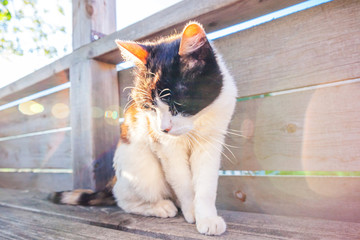 Wall Mural - Arrogant short-haired domestic beautiful tabby cat sitting on wooden floor background. Kitten basking in sun outdoors on summer day. Pet care health and animals concept