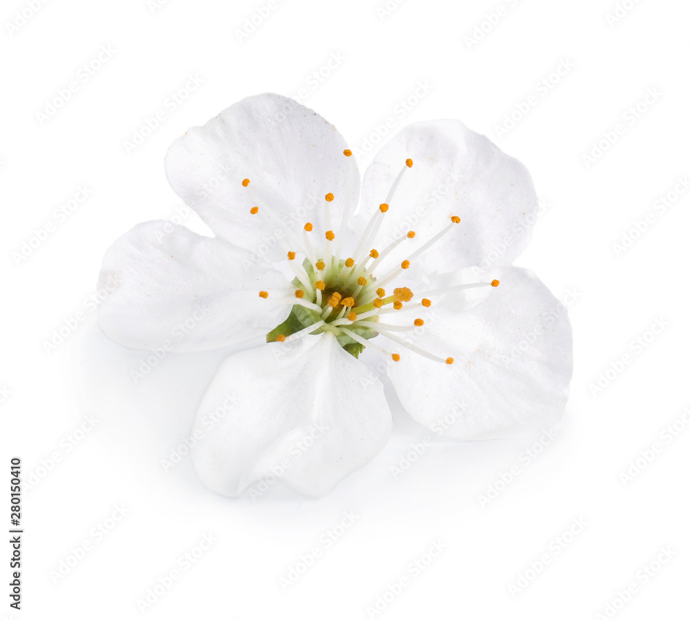 Beautiful flower on white background