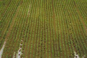 Wall Mural - Crisply planted rice leaves look so beautiful