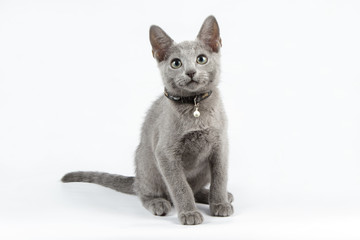 Russian blue cat on colored backgrounds