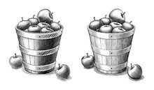 Apple In Basket Hand Drawing Vintage Style Black And White Clip Art Isolated On White Background.Compare Of Simple And Complex Lines Illustration