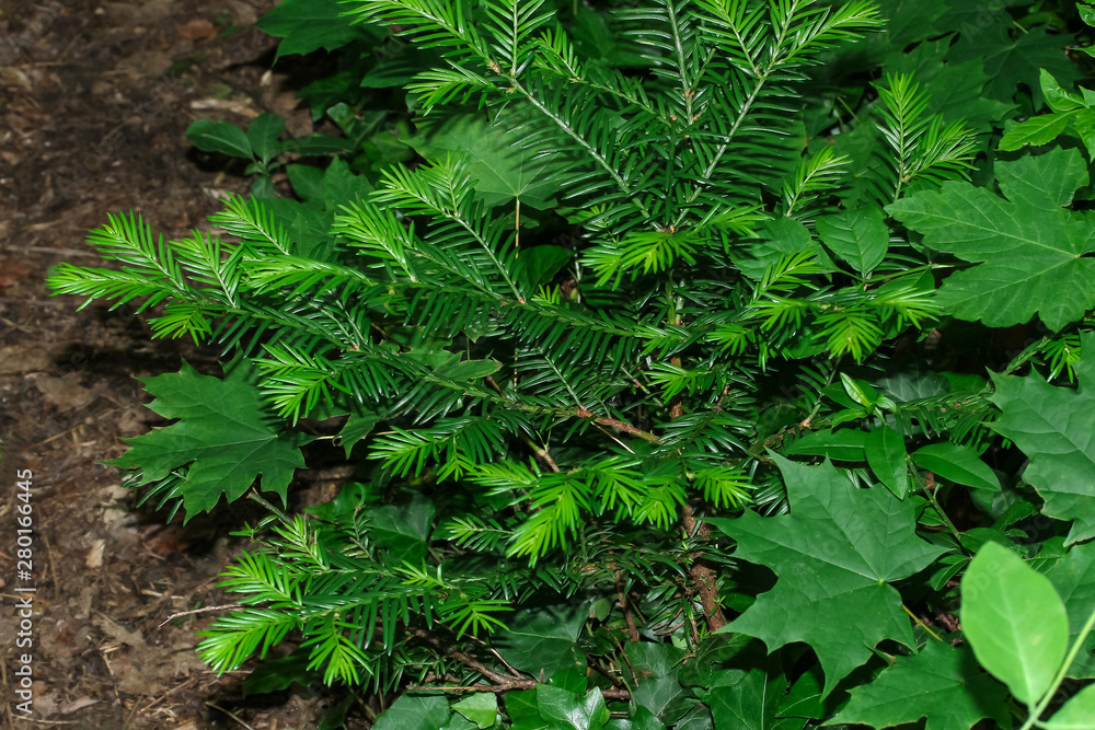 Stock-Foto Austrieb der gewhnlichen Eibe im Frhling, Taxus baccata |  Adobe Stock