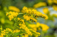 Solidago Canadensis. Canadian Goldenrod. Yellow Summer Flowers. Medicinal Plant