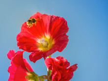 A Bumble Bee Flies Into The Centre Of A Red Hollyhock Flower. It Is A Summer Day With Blue Sky And The Image Is Taken Looking Up To The Sky