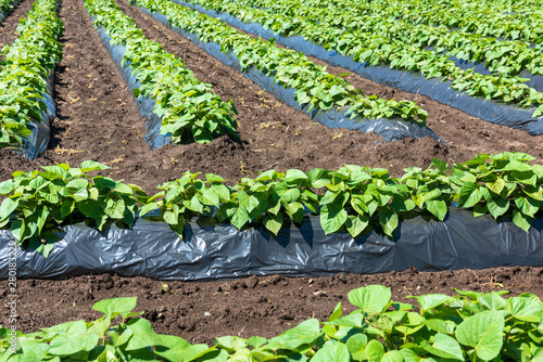 さつまいも畑 Stock Photo Adobe Stock