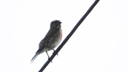 Sticker - Eurasian Linnet sings in the wild