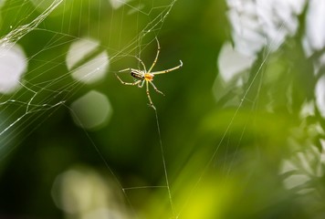 A spider making a net