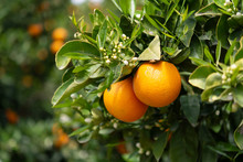Orange Citrus Fruit Plantation On Peloponnese, Greece, New Harvest Of Sweet Juicy Oranges