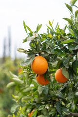 Wall Mural - Orange citrus fruit plantations on Peloponnese, Greece, new harvest of sweet juicy oranges