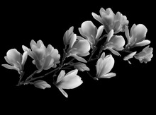 Magnolia Grey Flower Branch Isolated On Black
