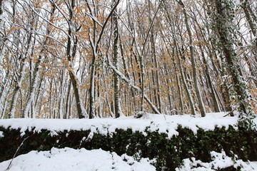 Wall Mural - forest in winter