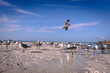 Colony of seagulls on the beach