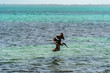 Flying Pelican in Mexico