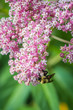 Bumblebee, Bombus, feeds on pink swamp milkweed, Asclepias incarnata, on a summer morning  