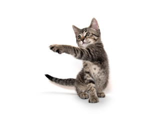 Wall Mural - Tabby cat playing on white background