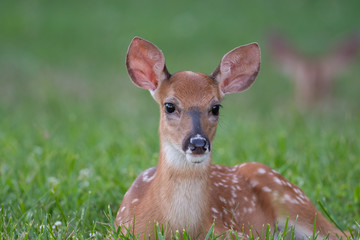 Wall Mural - White-tailed deer fawn bedded down in an open meadow