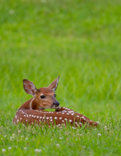 White-tailed Deer Fawn Bedded Down In An Open Meadow